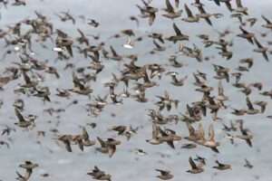 Crested and Least auklets near Aleutians_Photo credit_Ian Jones