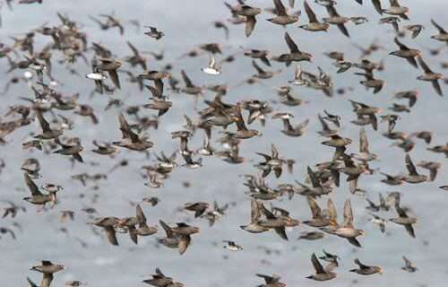 Large Vessels Pose Threat to Migratory Bird Species, Study Finds