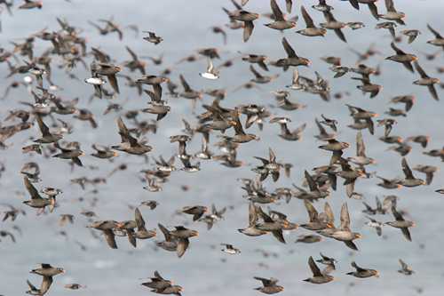 Large Vessels Pose Threat to Migratory Bird Species, Study Finds