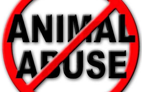 Misty Rehder Indicted by Grand Jury on 24 Counts of Animal Abuse