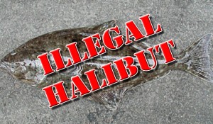 illegal halibut