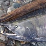 Photo by Ned Rozell. Chum salmon, such as this one that returned to the Delta River to spawn, recently crashed in numbers along with Chinook salmon.