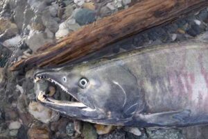 Photo by Ned Rozell. Chum salmon, such as this one that returned to the Delta River to spawn, recently crashed in numbers along with Chinook salmon.