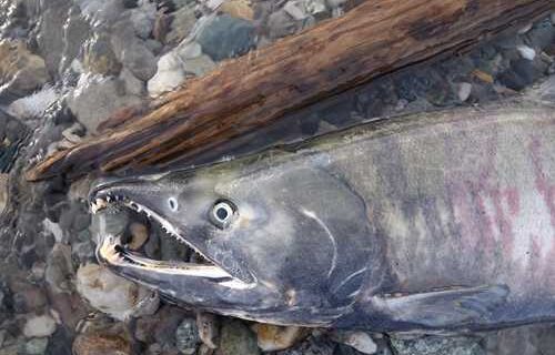 Twenty years of Arctic report cards