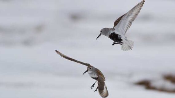 Alaska shorebird suffering from troubled Asia winter grounds