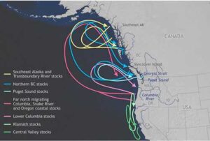 This map shows migration patterns for specific salmon populations along the West Coast. The data comes from NOAA Fisheries and the arrows point toward the freshwater streams, like Issaquah Creek, where salmon originate and return to spawn.NOAA Climate.gov