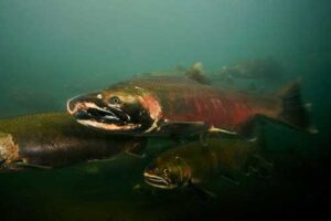 A male Coho salmon, featuring the characteristic hooked nose, returns to spawn from the Oregon Coast.NOAA Fisheries