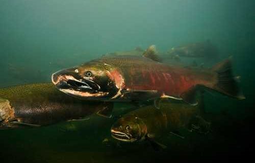 Counting salmon is a breeze with airborne eDNA