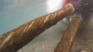 A double-tusked narwhal harvested in the study area by Inughuit hunters and used for analysis, Inglefield Bredning Fjord, Northwest Greenland (Photo: E. A. Podolskiy, August 2023).
