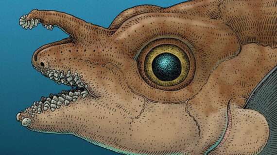 This common fish has an uncommon feature: Forehead teeth, used for mating
