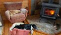 Time capsule: Hardwood, softwood, fuelwood