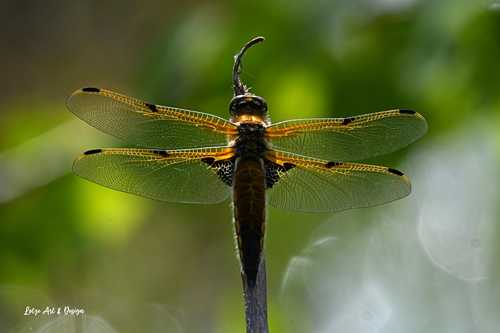 Alaska’s state insect is not the mosquito