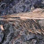 The fossilized feather exposed on the surface of the coprolite. Photo: O'Connor et al./Current Biology