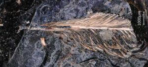 The fossilized feather exposed on the surface of the coprolite. Photo: O'Connor et al./Current Biology
