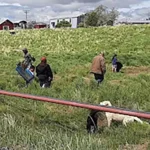 Dogs keep a watchful eye as students clean up a field near the beach in Goodnews Bay. Photo courtesy Alice Julius/Native Village of Goodnews Bay.