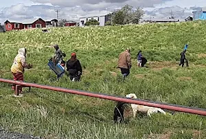Dogs keep a watchful eye as students clean up a field near the beach in Goodnews Bay. Photo courtesy Alice Julius/Native Village of Goodnews Bay.