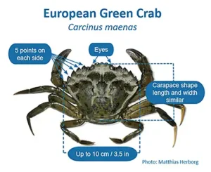 An informational image of a European green crab. The crab is distinguished by its five spines on either side of the eyes and three bumps between the eyes.
