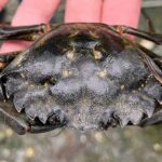 A European green crab. Photo by Ginny Eckert/Alaska Sea Grant.