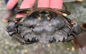 A European green crab. Photo by Ginny Eckert/Alaska Sea Grant.
