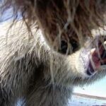 Image courtesy of Ellery Vincent, Washington State University. On Alaska's North Slope, a grizzly wades in water while approaching another grizzly, which is wearing a video camera that captured this image.