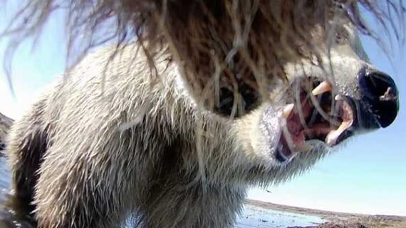 Image courtesy of Ellery Vincent, Washington State University. On Alaska The scent of barren ground grizzly