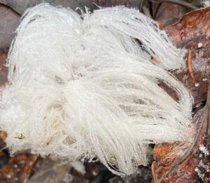 Photo by Ned Rozell
“Hair ice” grows from the forest floor in Fairbanks.