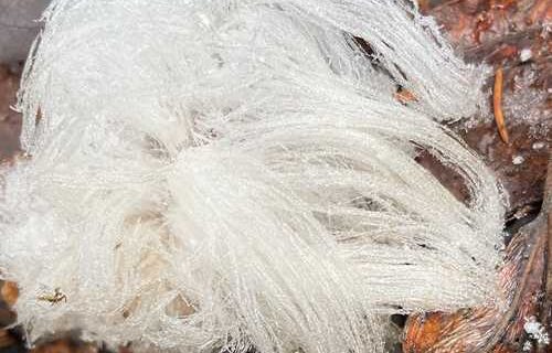 Hair ice enlivens an extended fall