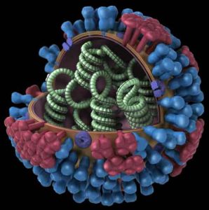Flu virus. Image-CDC