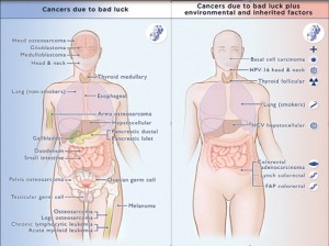 Credit: C. Tomasetti, B. Vogelstein and illustrator Elizabeth Cook, Johns Hopkins