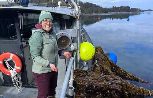 Alaska kelp farms have varied effects on marine CO2 levels