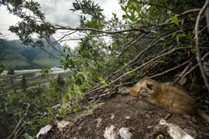 Photo by Matt Kynoch
Kittens rest in a den on a steep slope above the Dalton Highway.