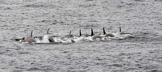 UAF, trawlers team up to reduce killer whale entanglements