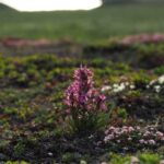 Photo by Jonathan Carcache Woolly lousewort blooms tower over shorter tundra plants in the northern foothills of the Brooks Range in Arctic Alaska.