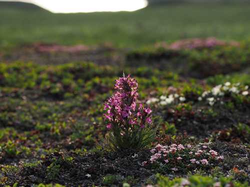 Photo by Jonathan Carcache Woolly lousewort blooms tower over shorter tundra plants in the northern foothills of the Brooks Range in Arctic Alaska.