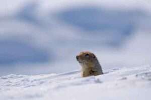 Image: Near Toolik Field Station in Northern Alaska, an Arctic Ground Squirrel Pokes Its Head Out of a Burrow.