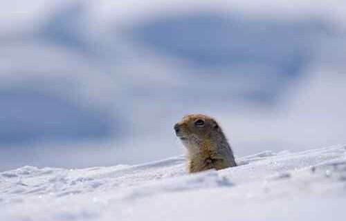 Arctic ground squirrels changing hibernation patterns