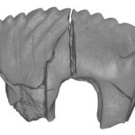 The shape of the tooth suggests that Camurodon borealis was likely a herbivore. Credit-Shelley