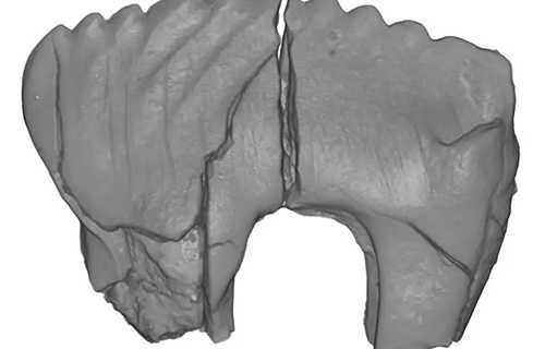 Newly discovered species in ancient Arctic reveal how animals might have survived extremes