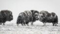 Scientists seek to understand effects of rain falling on snow in the Arctic  