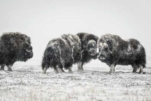 File image of muskoxen traveling in the snow in the Arctic. Credit: Lars Holst Hansen/Aarhus University