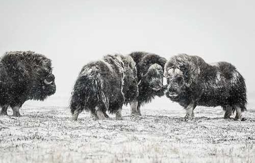Scientists seek to understand effects of rain falling on snow in the Arctic  