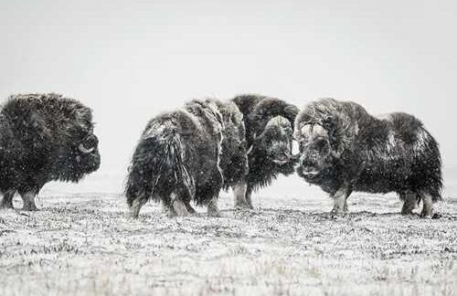 Scientists seek to understand effects of rain falling on snow in the Arctic  