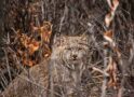 Lynx life near the Haul Road