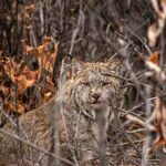 Lynx life near the Haul Road Photo by Matt Kynoch An adult lynx peers through fall leaves.