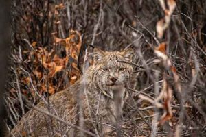 Photo by Matt Kynoch
An adult lynx peers through fall leaves.