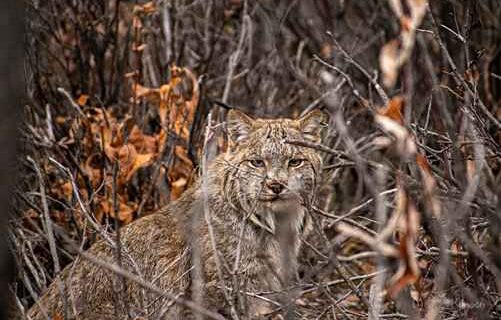 Lynx life near the Haul Road
