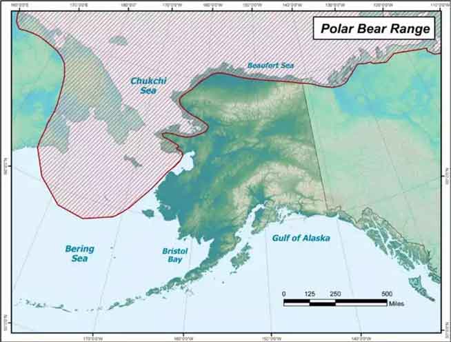 How to Conserve Polar Bears — and Maintain Subsistence Harvest — under Climate Change