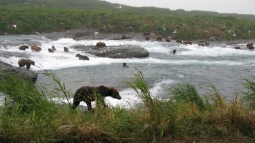 Economic Study: Pebble Mine Threatens Bear Viewing/Tourism Jobs