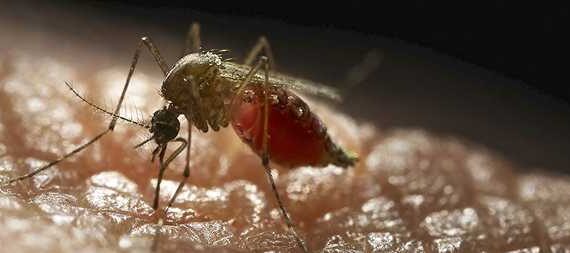 Researchers uncover previously unexplored details of mosquito’s specialized detection mechanisms