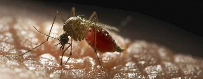 Researchers uncover previously unexplored details of mosquito’s specialized detection mechanisms